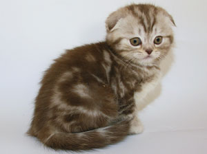 Шотландский вислоухий котенок на продажу редкого окраса шоколадный мрамор на серебре